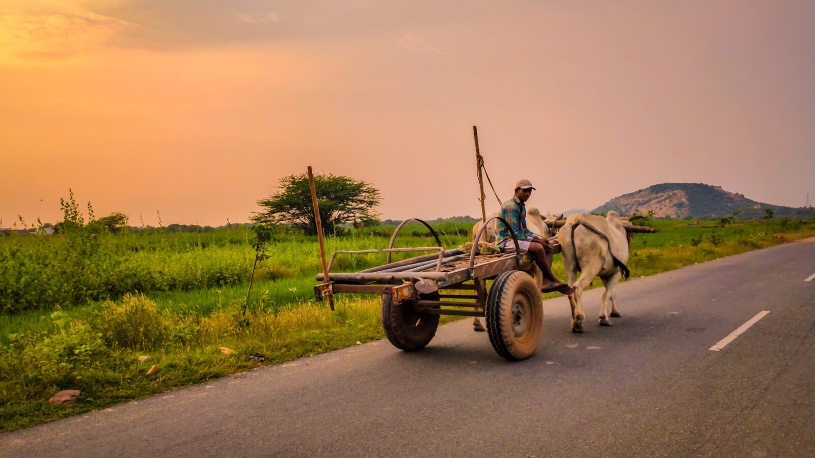 Indian bollock cart on the highway.