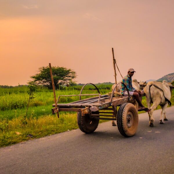 Indian bollock cart on the highway.